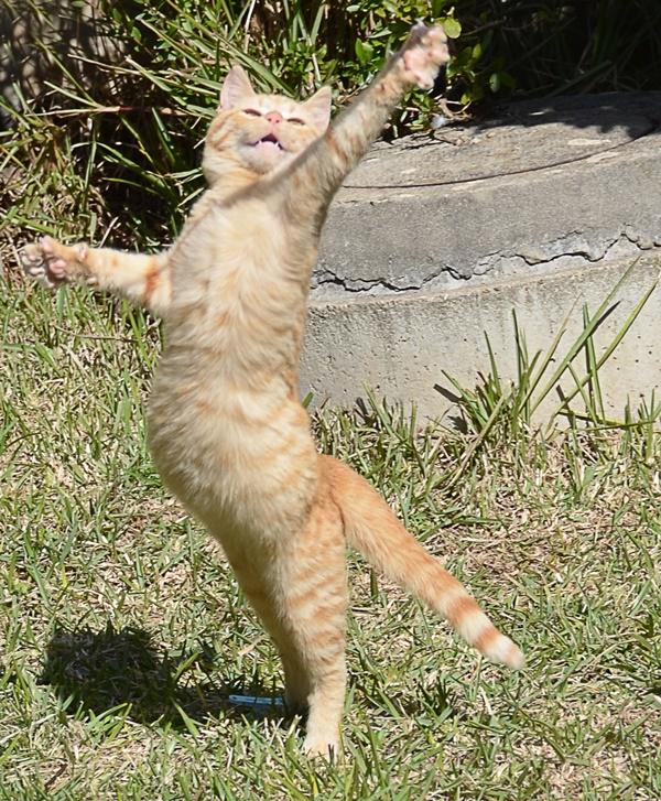 funny-pictures-of-dancing-animals-5.jpg