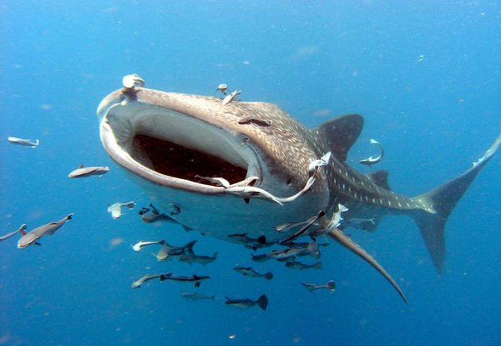 whale-sharks-gulf-oil-spill_26619_600x450.jpg