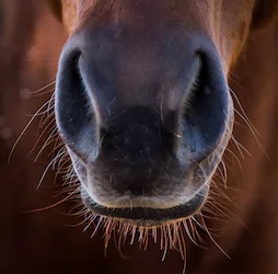 horse.jpg