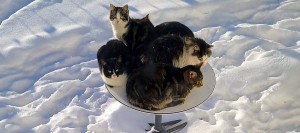 Starlink_cats